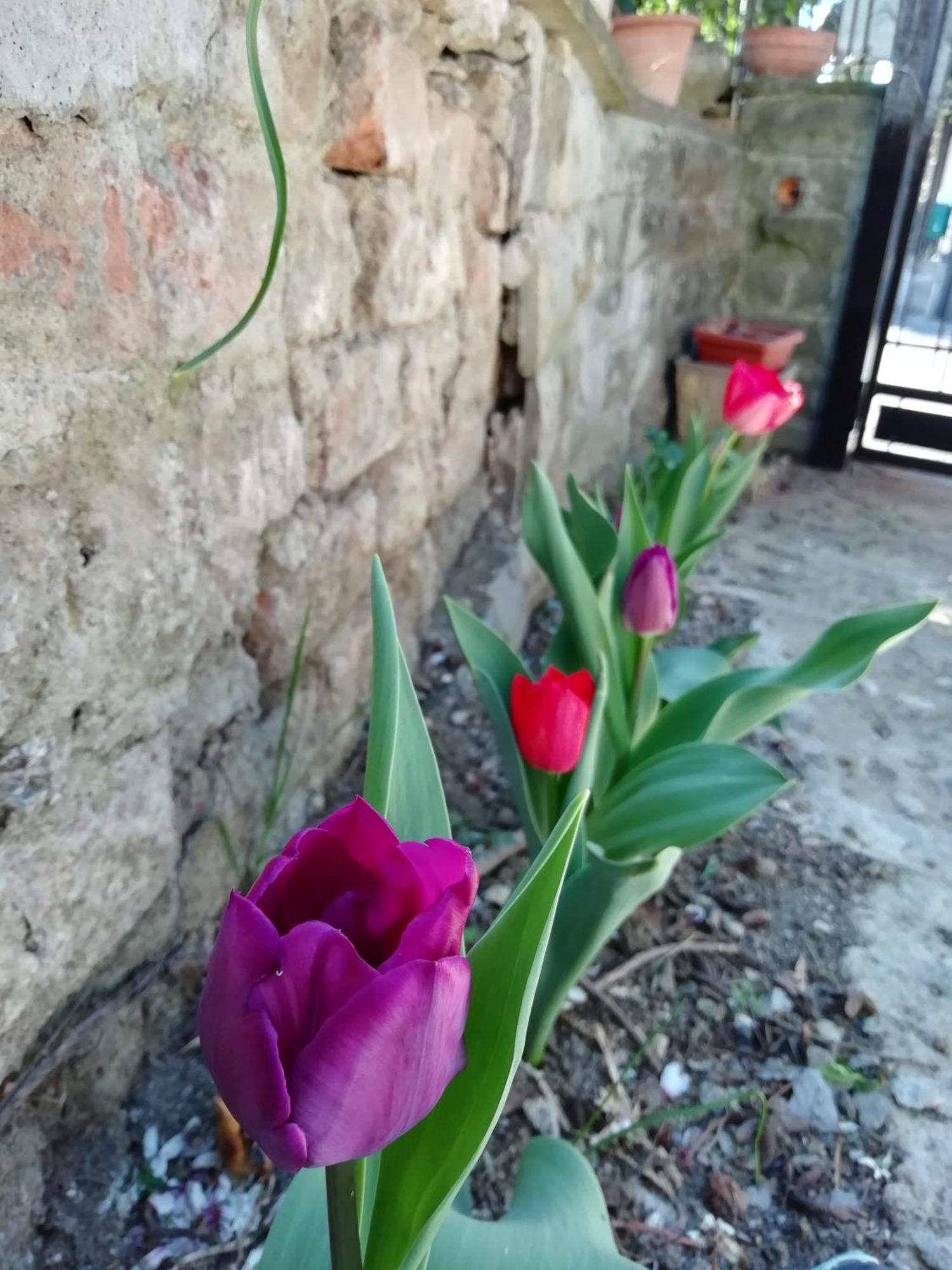 B&B Querceto Sesto Fiorentino Bagian luar foto